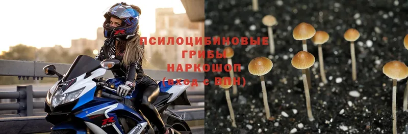 Псилоцибиновые грибы Magic Shrooms  закладка  Каргополь 